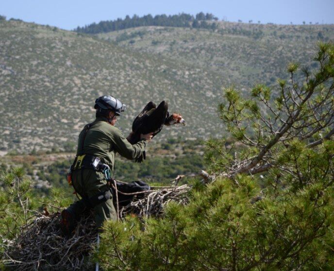 Un dels polls de voltor negre anellat a la reserva de Boumort