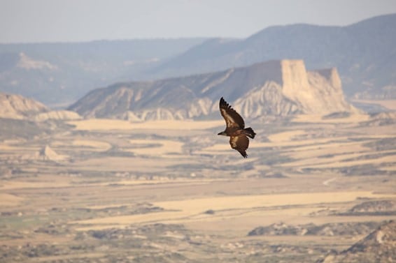 Buitre leonado volando