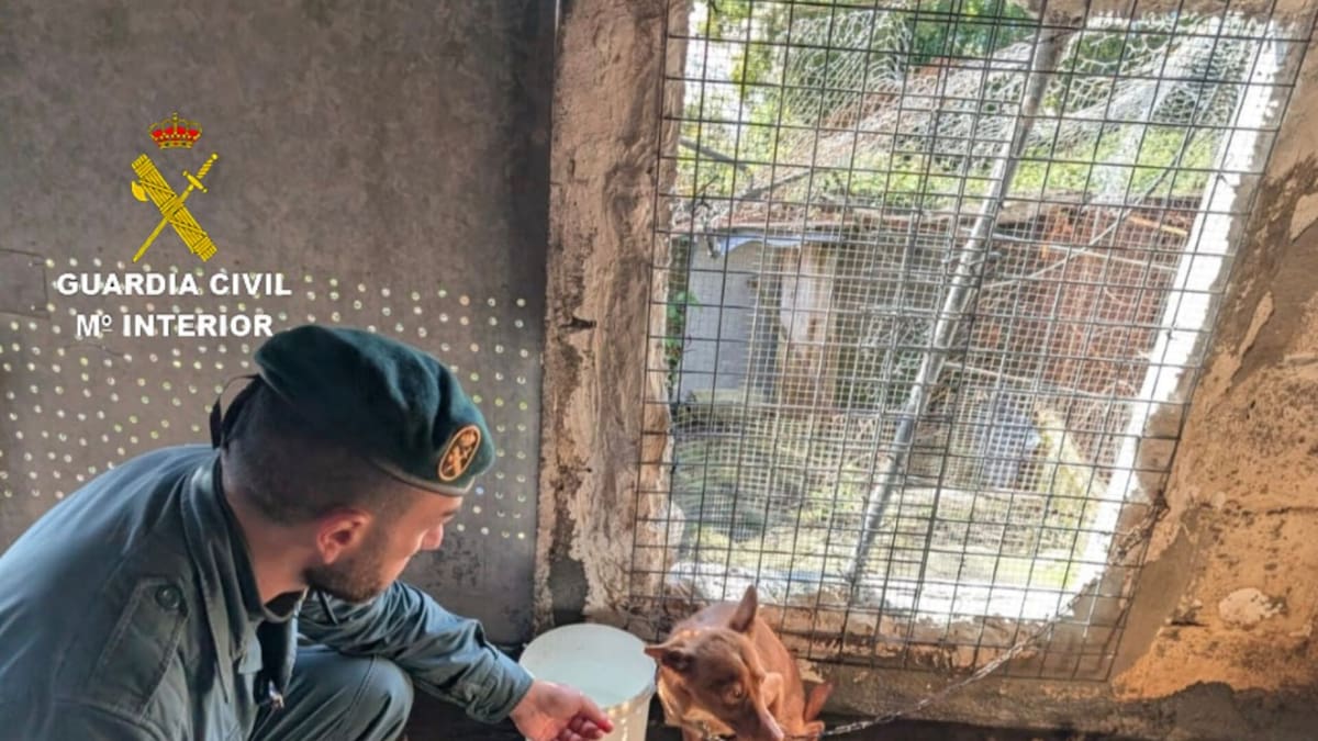 Retiran 22 perros en pésimas condiciones higiénico-sanitarias a un vecino de Moaña