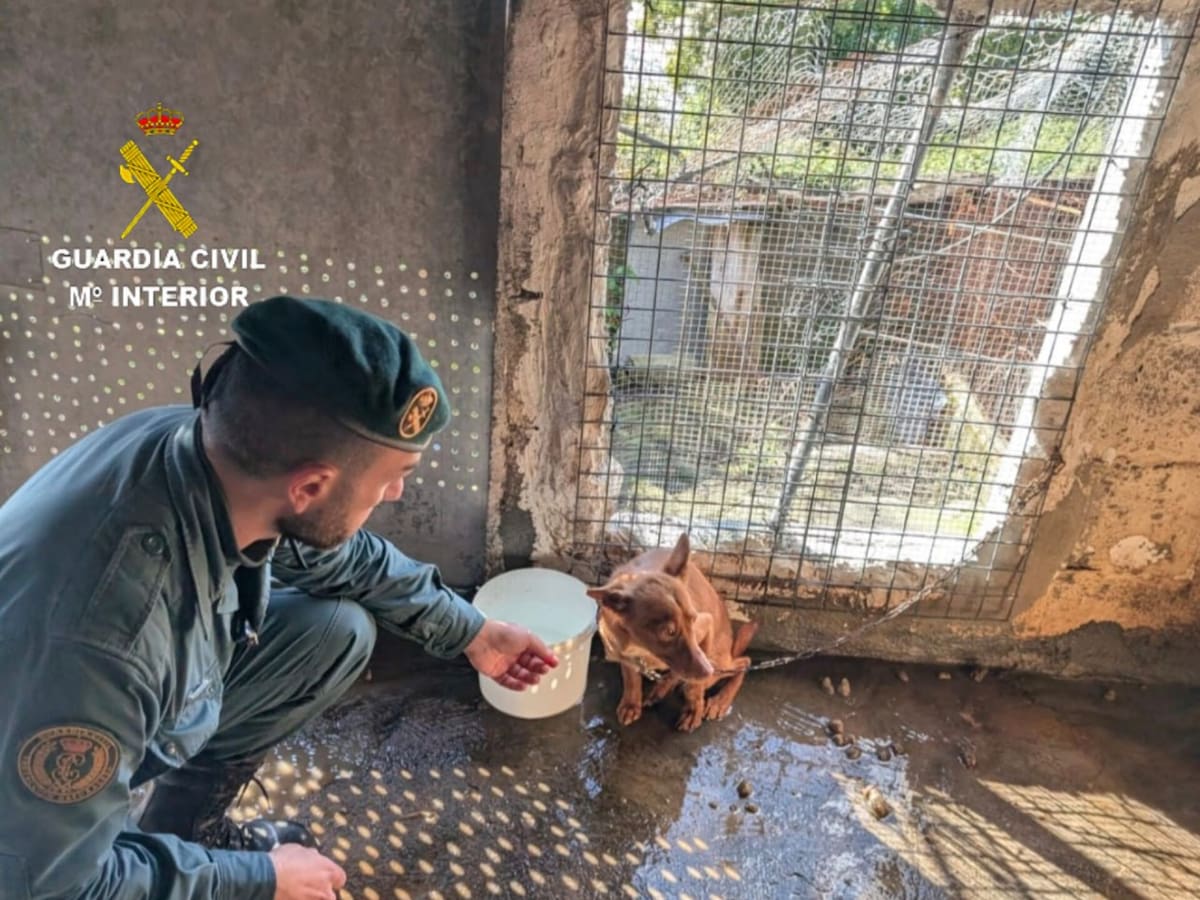 Retiran 22 perros en pésimas condiciones higiénico-sanitarias a un vecino de Moaña