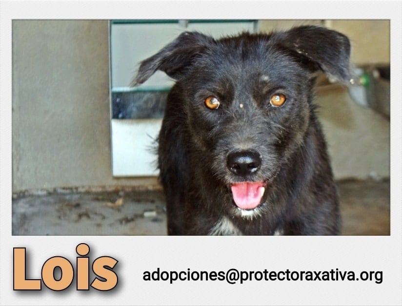 Lois, uno de los perros en adopción en SPAX Xàtiva