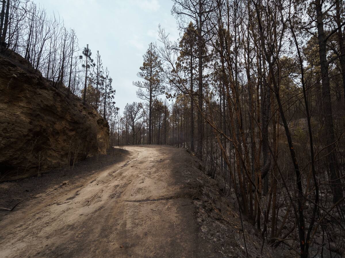 El incendio de Tenerife se da por controlado