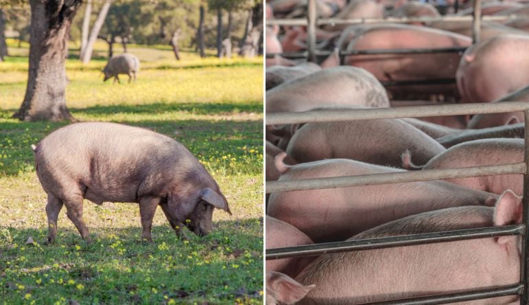 A la izquierda, un cerdo ibérico en la dehesa extremeña. A la derecha, una explotación intensiva.