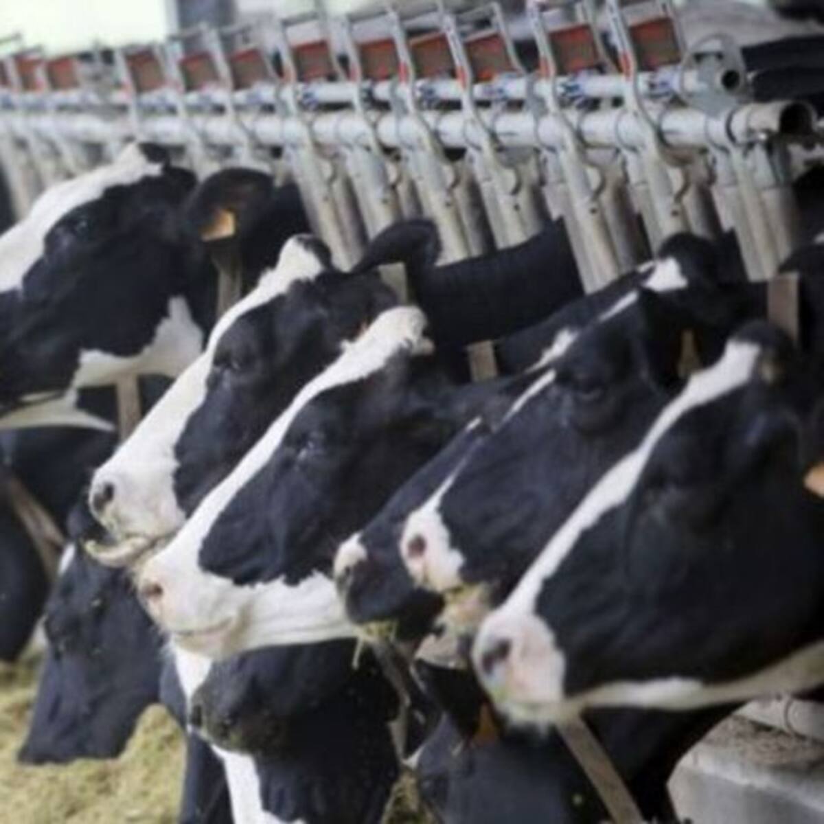 El Govern promete un Plan Estratégico para el sector lácteo menorquín en dos meses