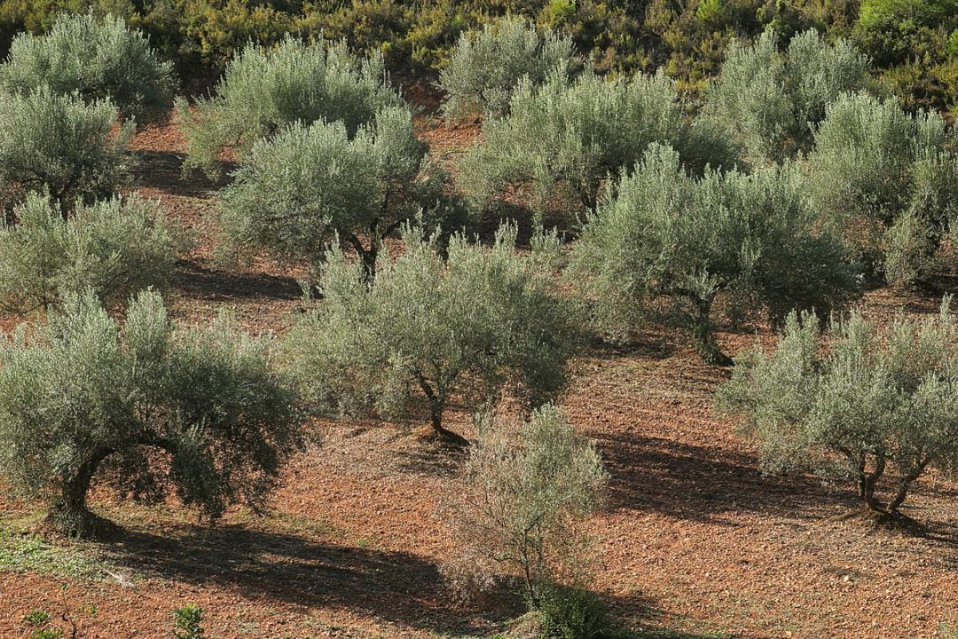 Campo de olivos