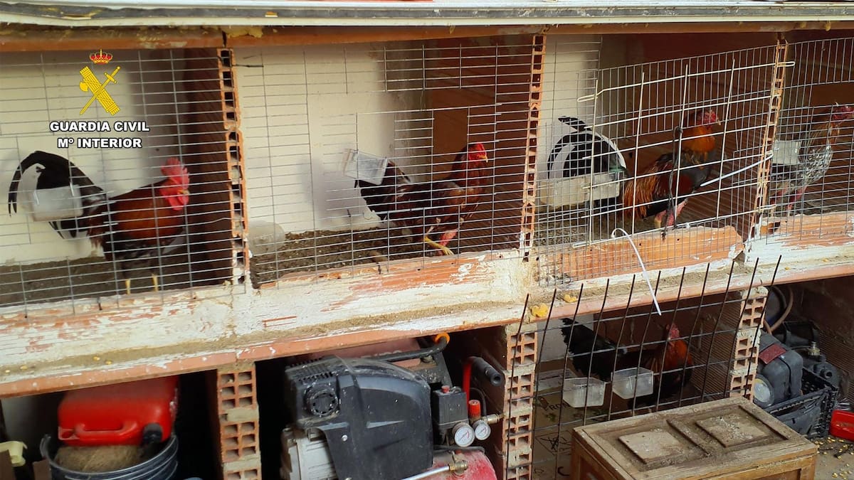 La Guardia Civil localiza en Torre Pacheco un criadero de gallos mutilados para peleas clandestinas