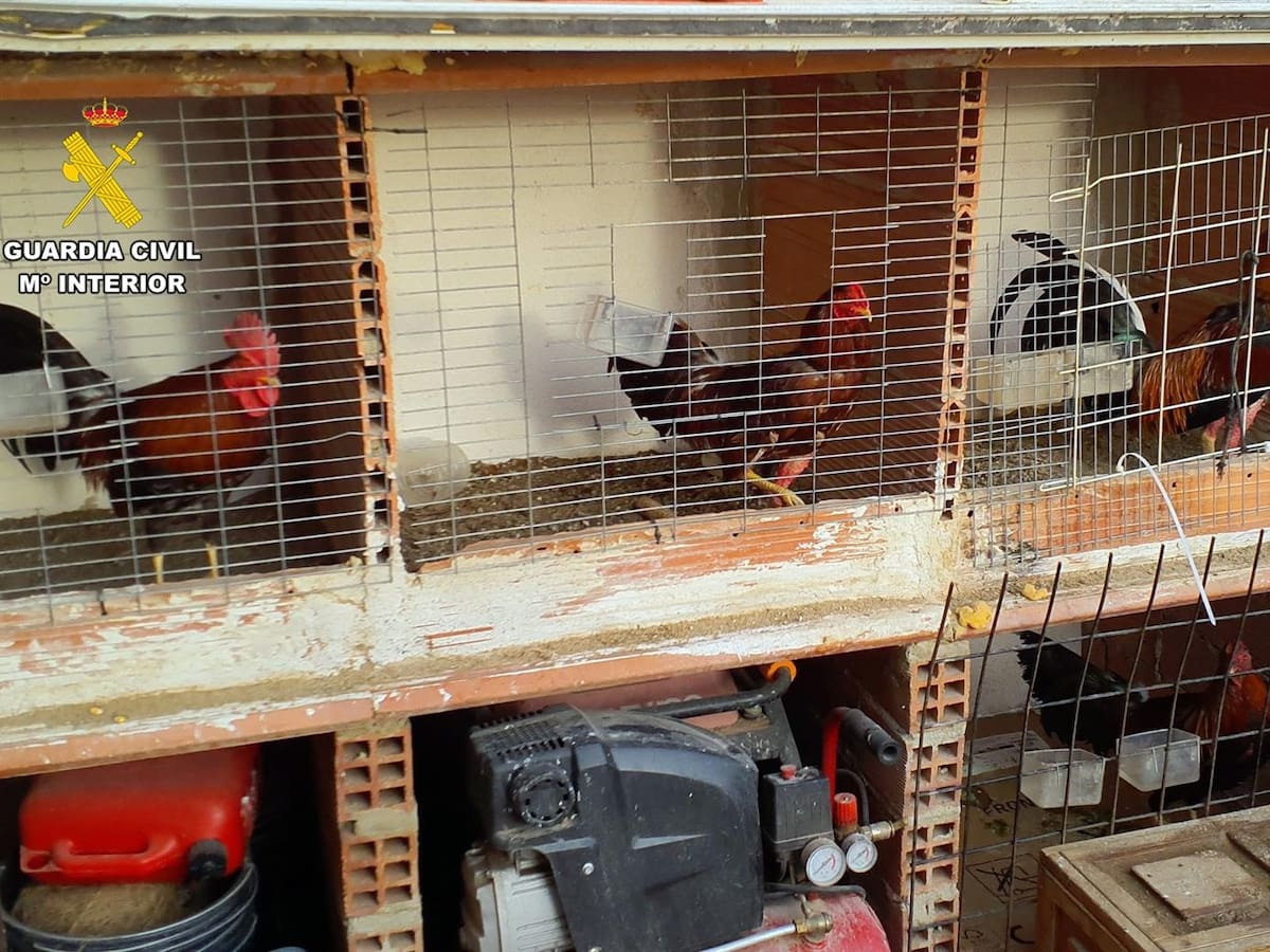 La Guardia Civil localiza en Torre Pacheco un criadero de gallos mutilados para peleas clandestinas