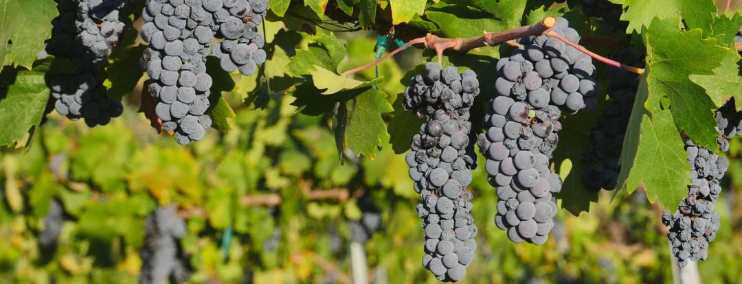 En Montealegre calculan haber perdido un 10% de la uva por las lluvias