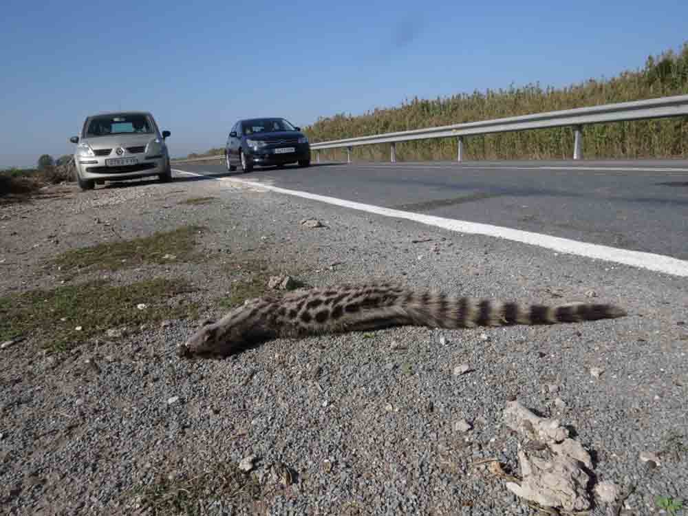 Gineta atropellada en la carrera de El Hondo
