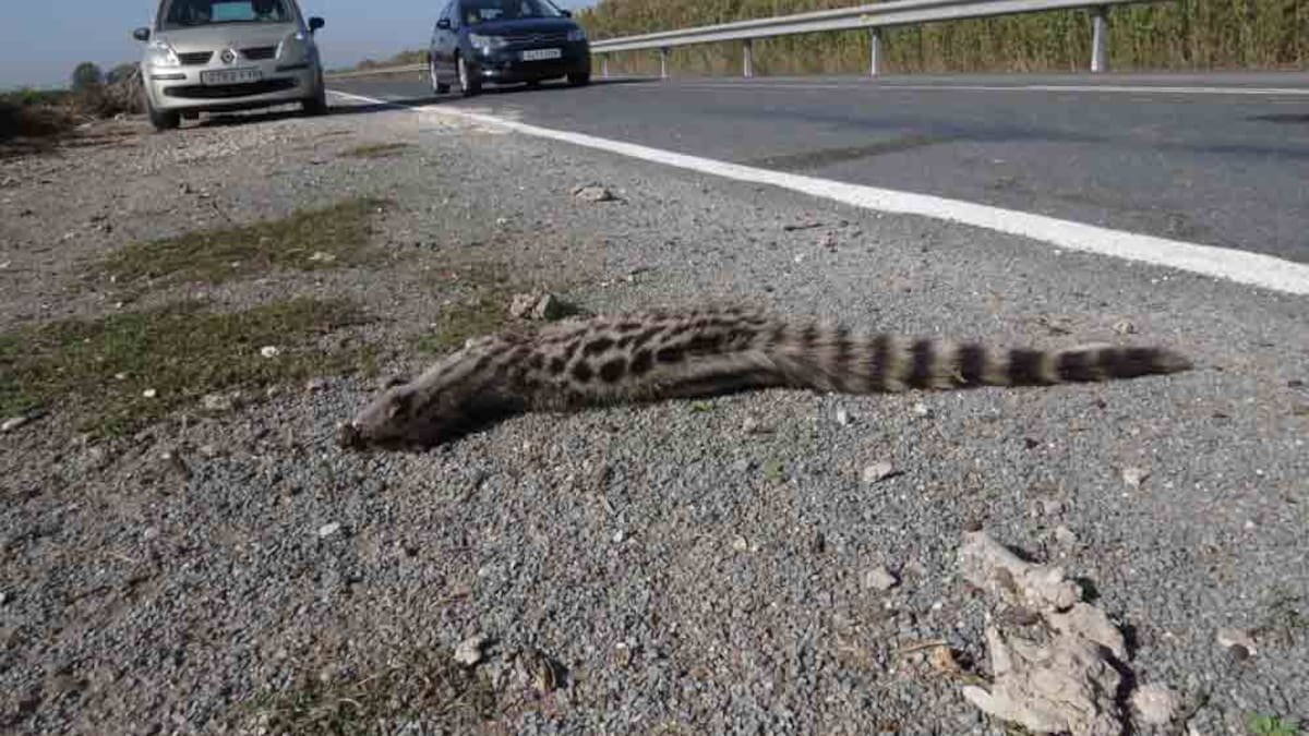 AHSA reclama a la Diputación la integración paisajística de la carretera de El Hondo