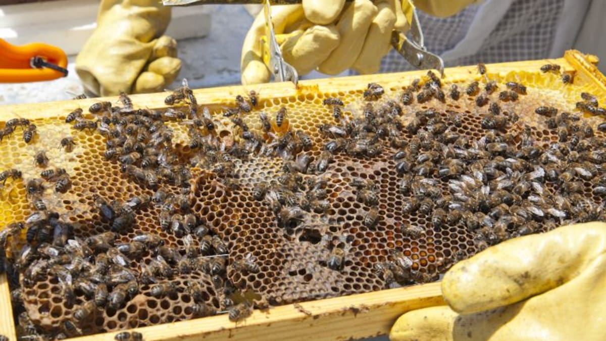 ¿A qué sabe la miel pepinera?