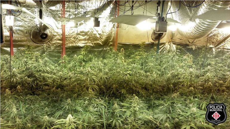 La plantació de marihuana localitzada a Sant Narcís.