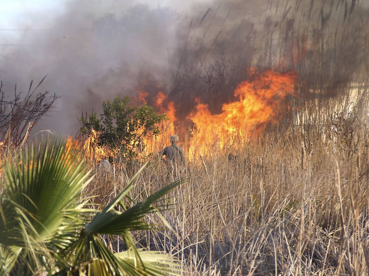 Preocupación por riesgo de incendios de la masa forestal de la provincia tras una temporada muy lluviosa