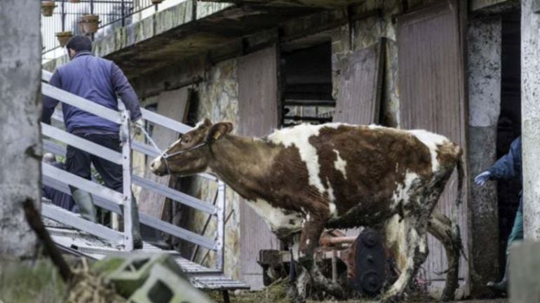 Imagen de las vacas de la &#039;cuadra de los horrores&#039;