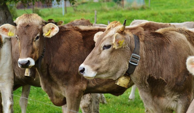 La Comunidad de Madrid cuenta con 385 explotaciones dedicadas a la producción de leche y un total de 39 industrias lácteas, que facturan el 12% de ventas de alimentos regionales