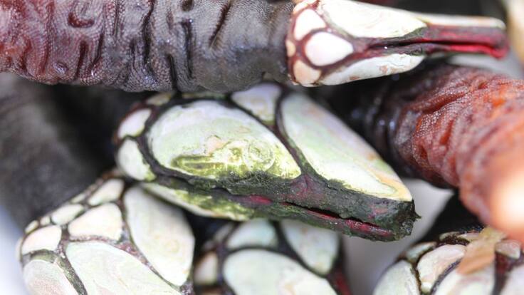 Entrevista a Pescados Víctor (03/07/2019)