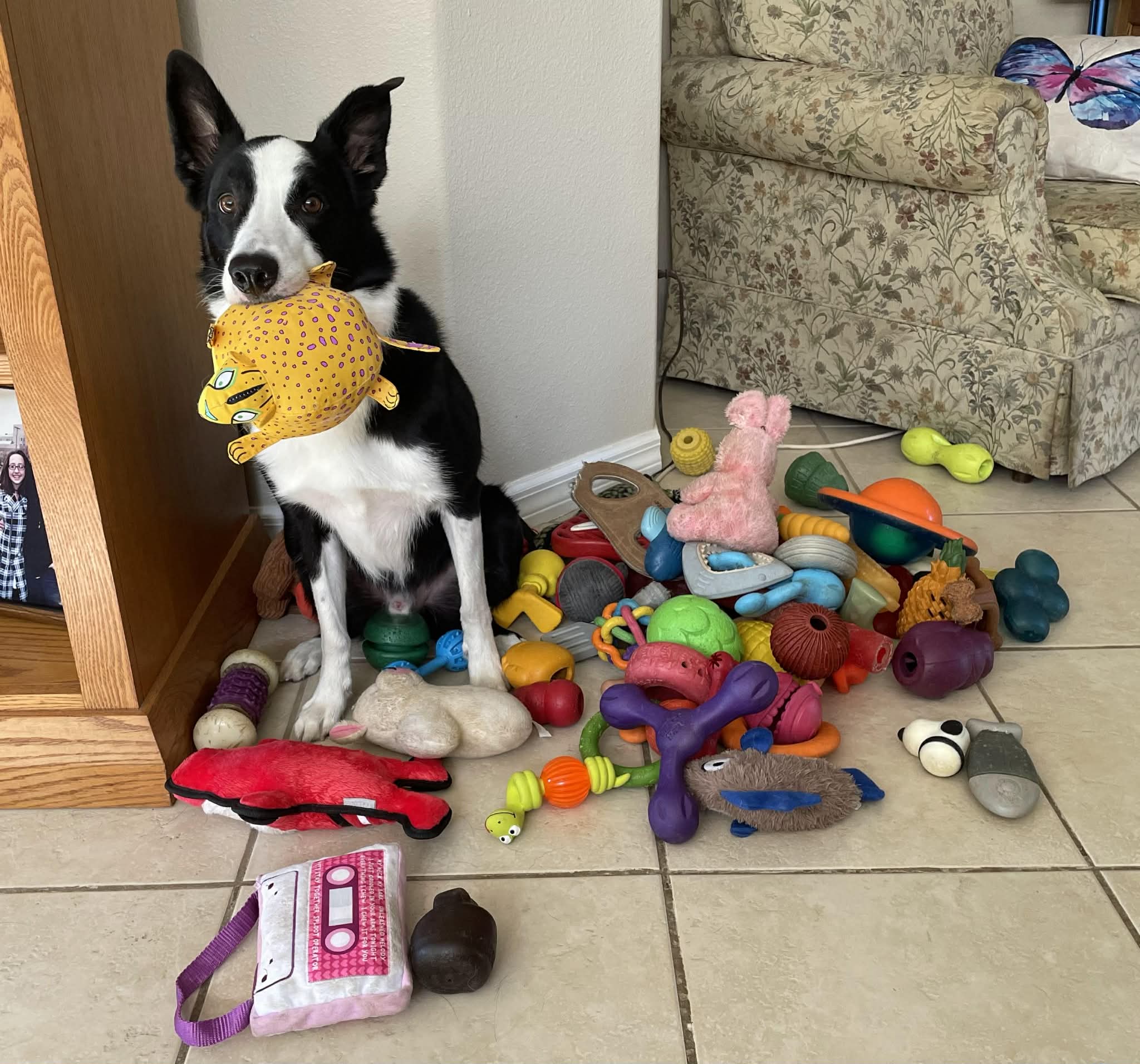Squall, un border collie macho de 9,5 años de EE. UU. que participó en el estudio y conoce los nombres de muchos juguetes para perros.  CréditoBobbie Kurivial