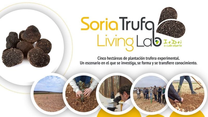 El Soria Trufa Living Lab, de CESEFOR, cumple dos años.