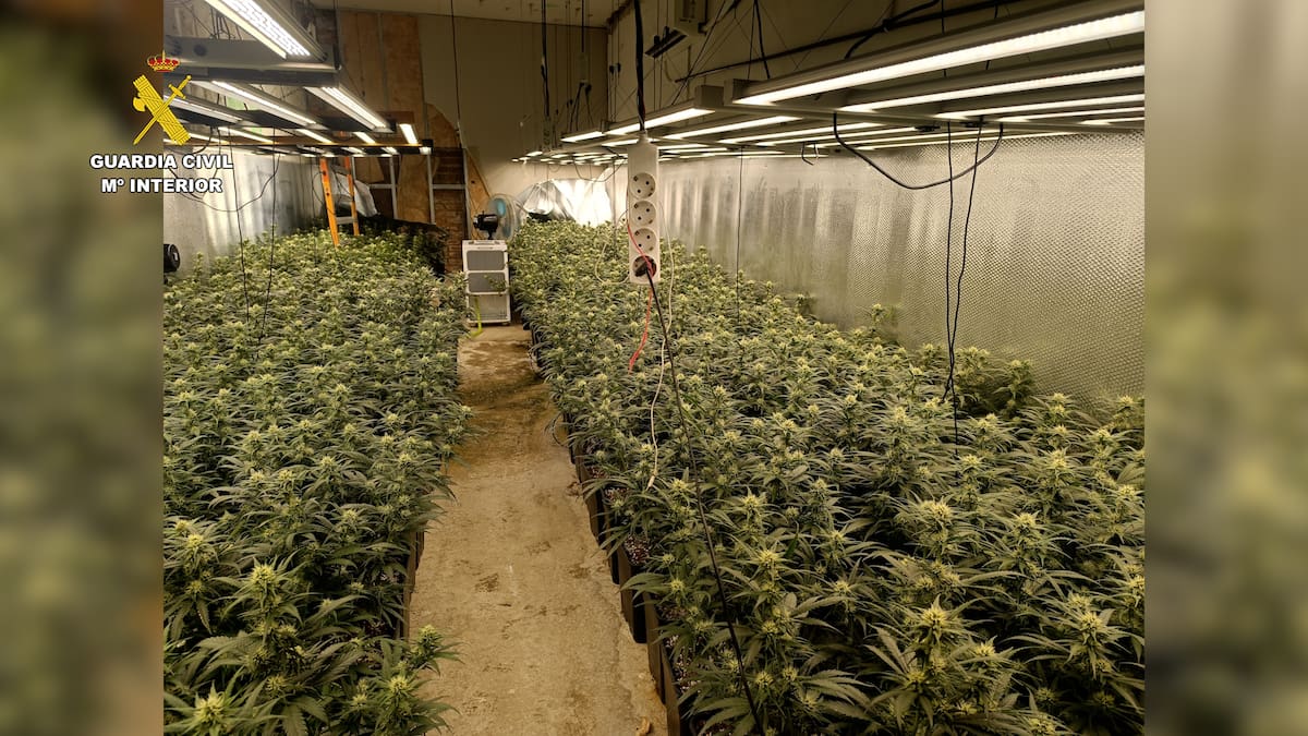 Desmantelado un cultivo indoor con 1.200 plantas de marihuana en Erustes