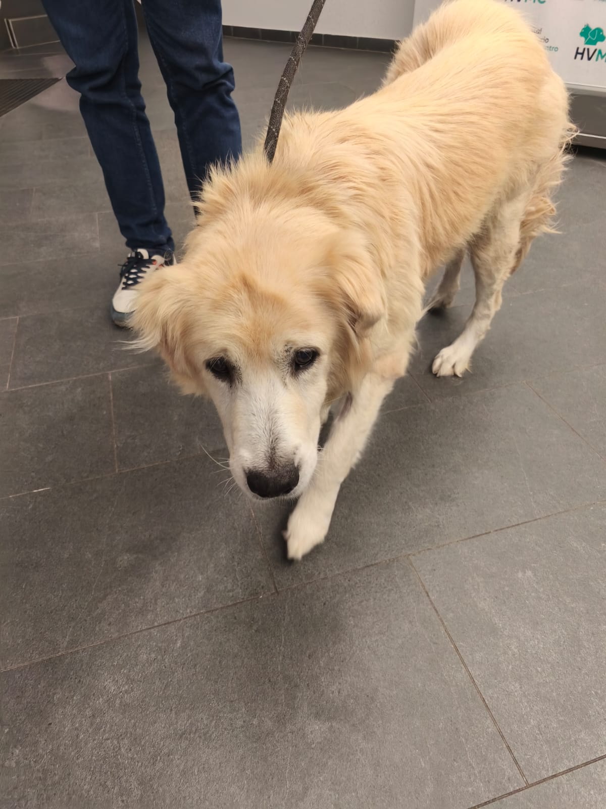 Las protectoras de Cartagena alertan del aumento de abandonos tras la Navidad y reclaman más apoyo institucional