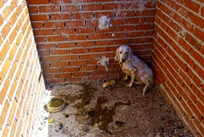 Uno de los perros encontrados en un recinto de Villa del Prado.