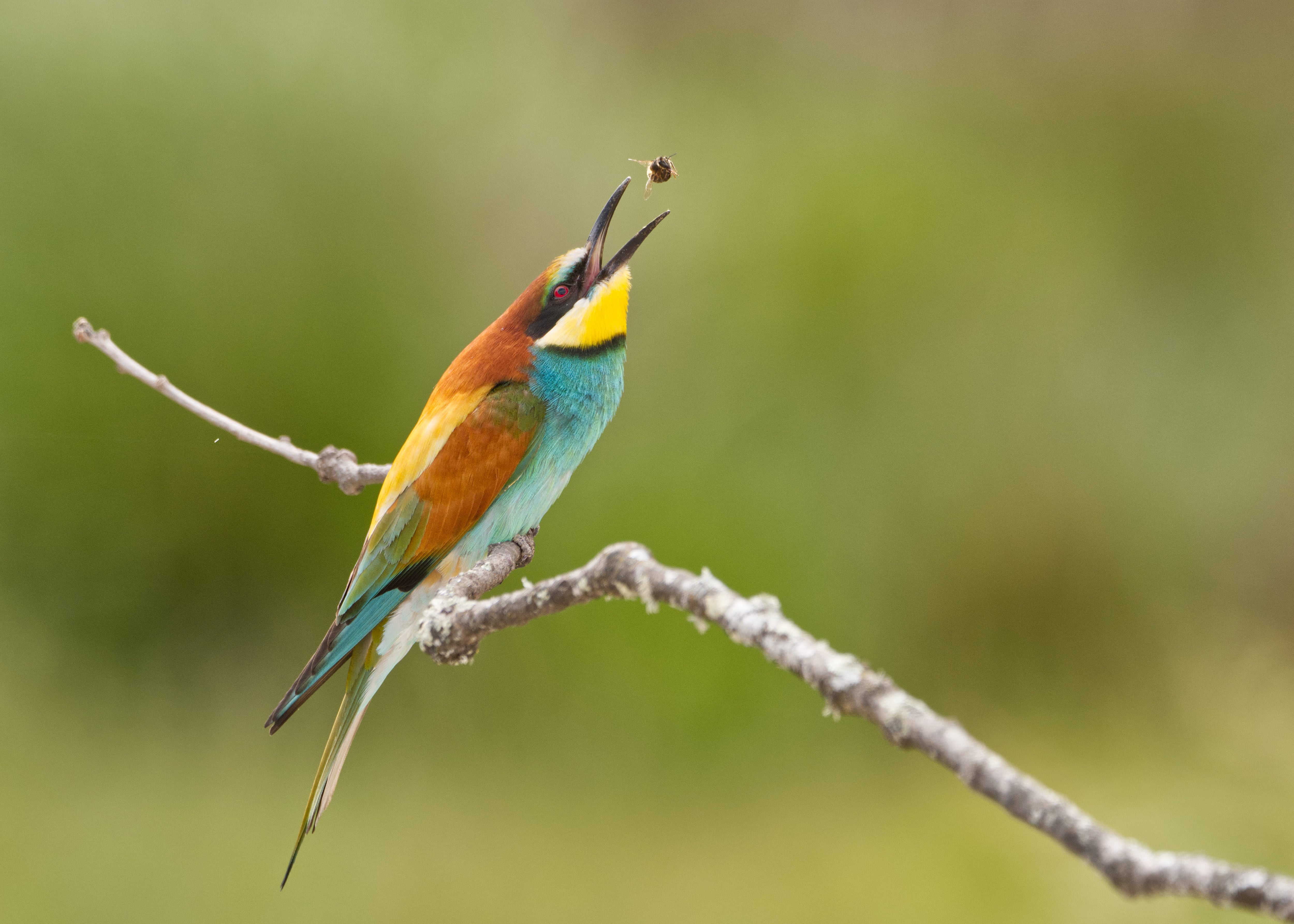 La fauna de la Sierra de Guadarrama protagonista de la nueva exposición de ‘Las Vaquerizas” de Tres Cantos