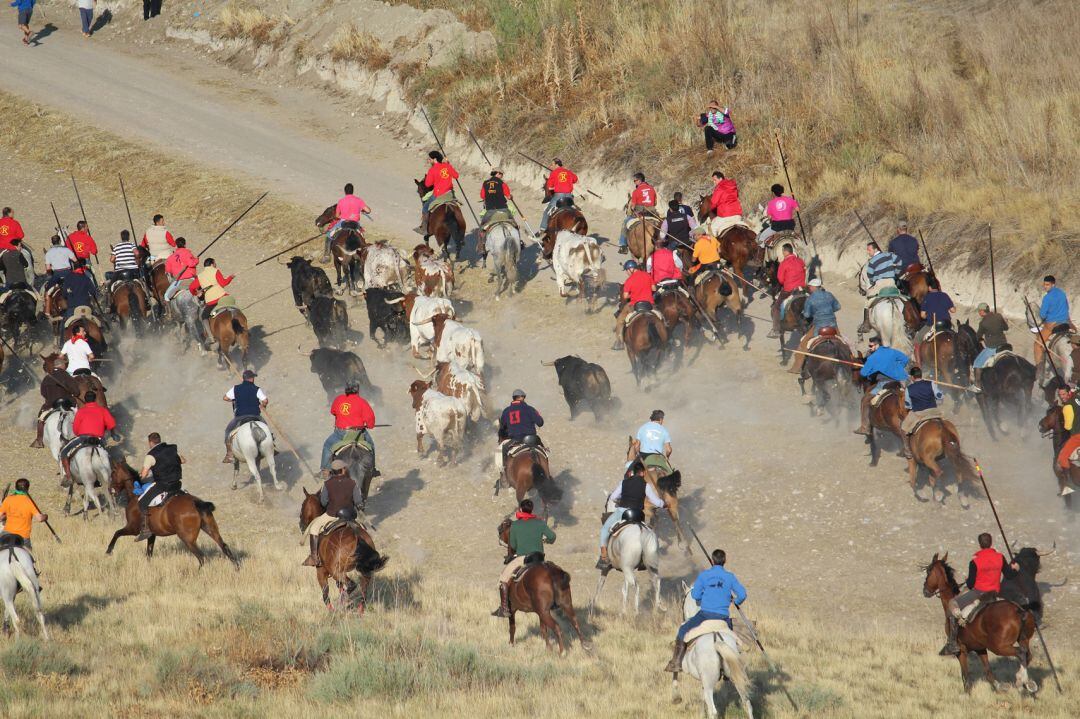 Los caballistas y la dirección de campo acompañan a la manada en uno de los encierros de Cuéllar 