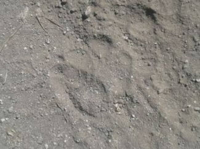 Huellas de lobo encontradas en la zona de los ataques