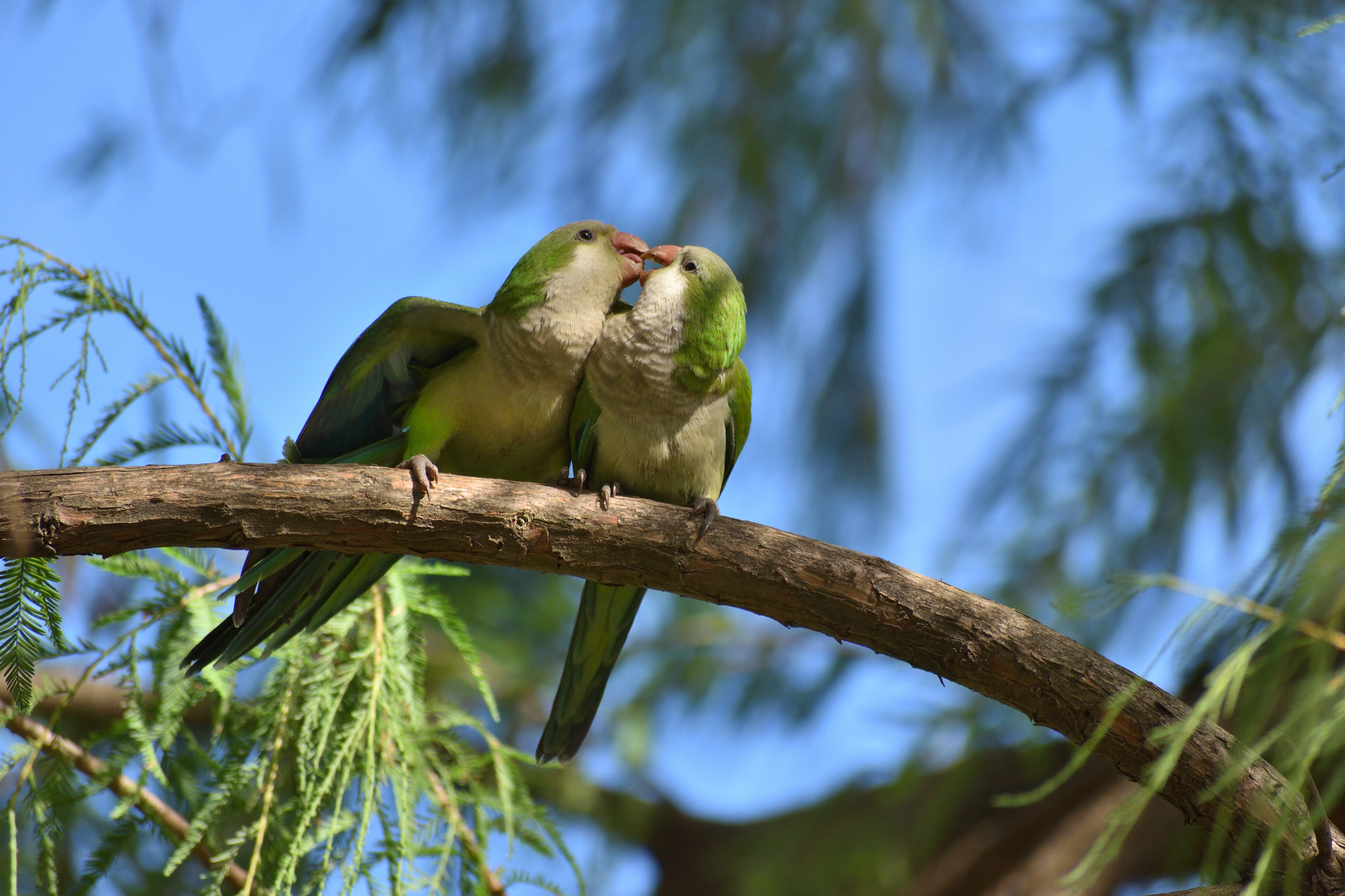 Una pareja de cotorras argentinas