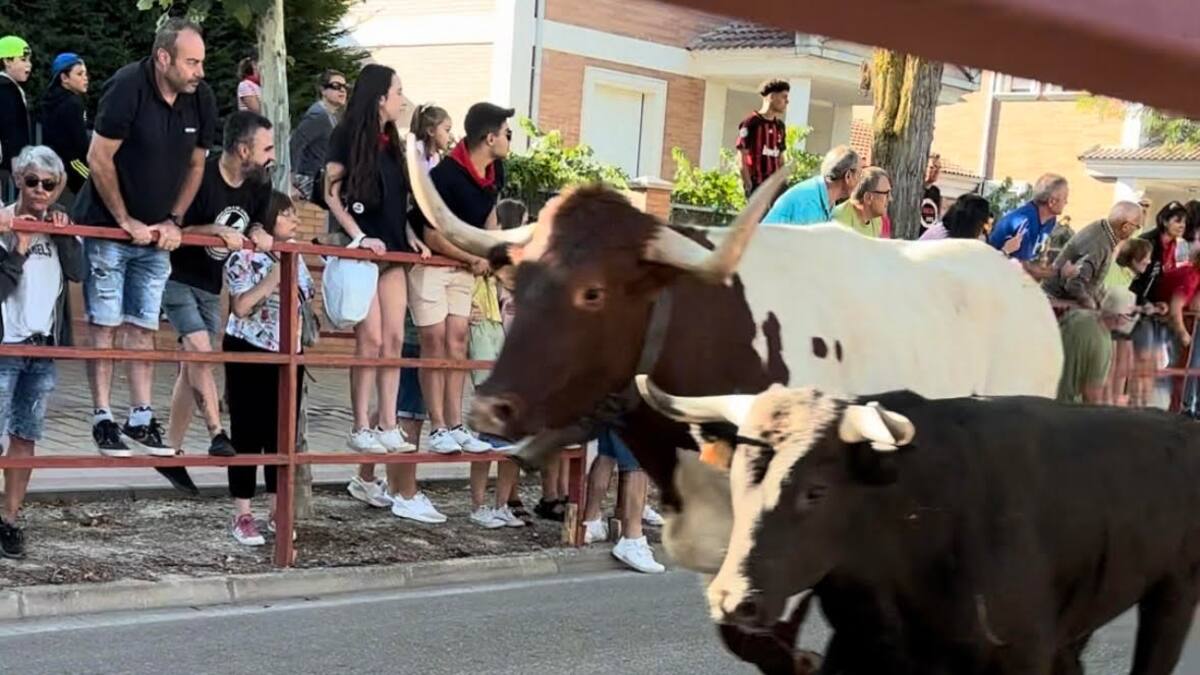 Primer encierro y posterior capea sin incidencias en Peñafiel: "esperaba más para el primer día"