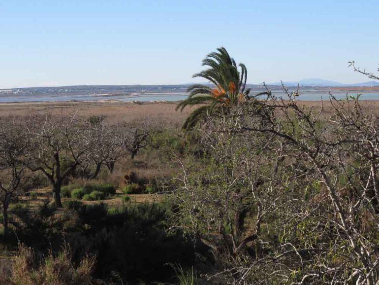 Terrenos pertenecientes al Perímetro de Protección de las Salinas de Santa Pola que han sido descatalogados como urbanizables por su inclusión en el PATIVEL