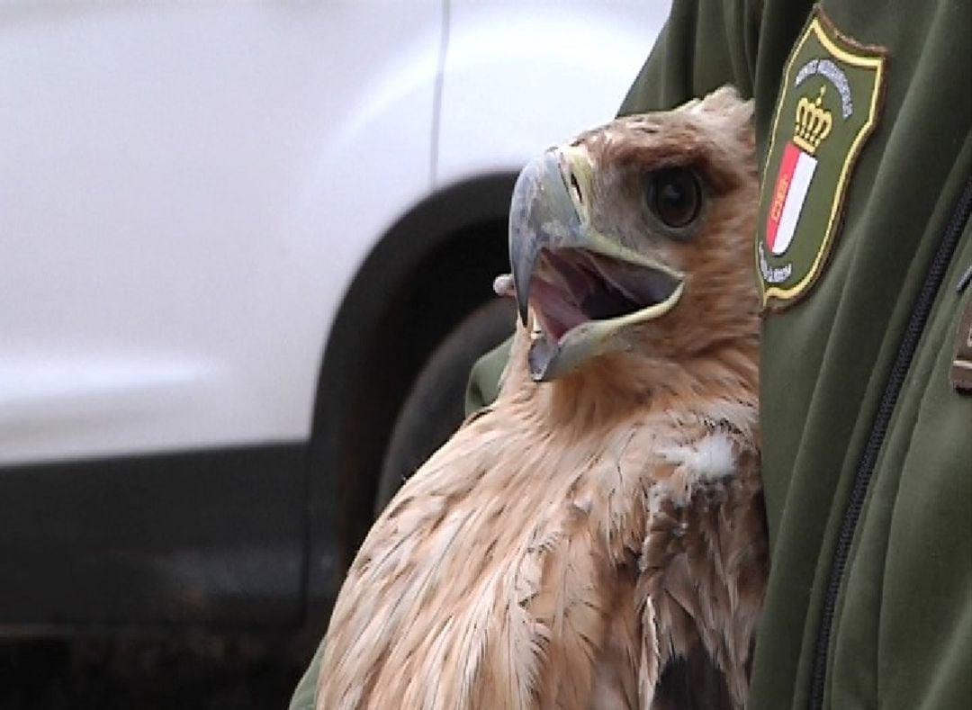 Imagen del águila imperial, antes de ser liberada