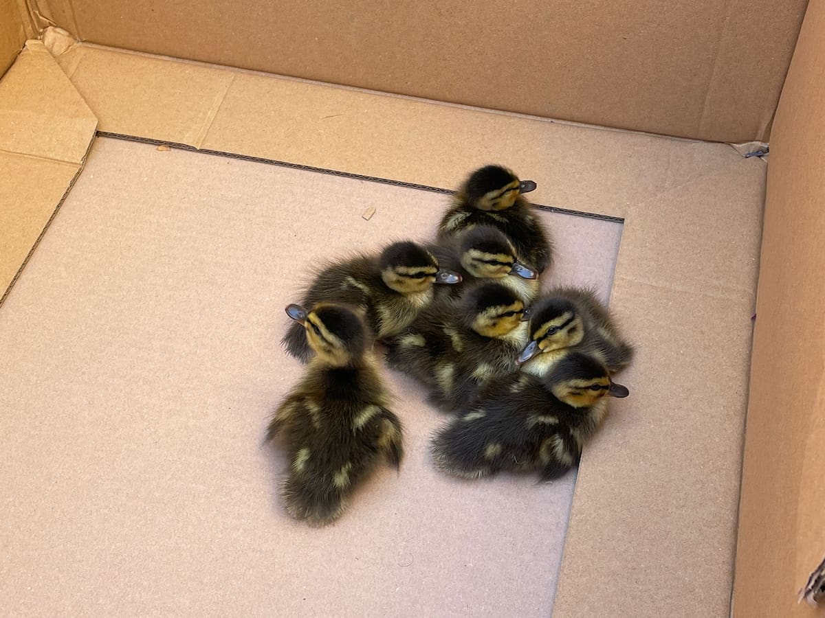 Despliegue por unos patitos en la calle del Paseo