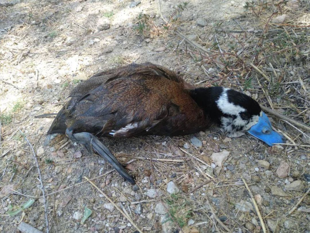 Una de las malvasías cabeciblancas muertas en Campotéjar