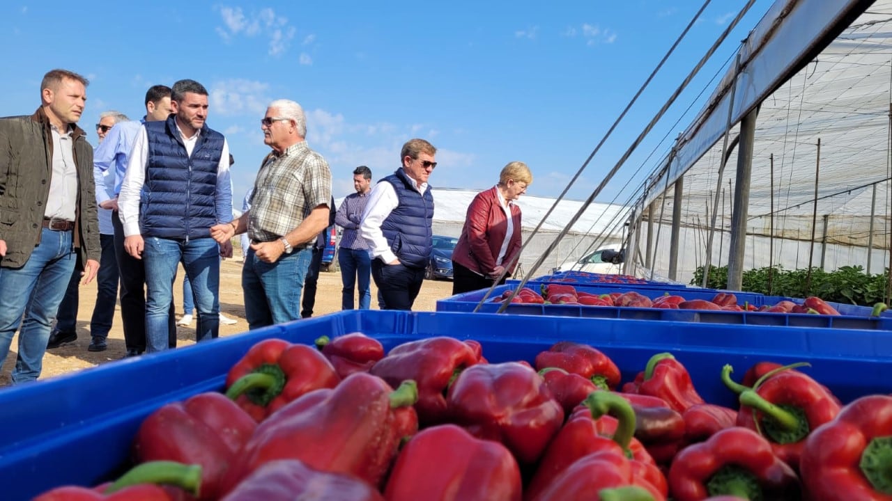 Cultivos de pimiento