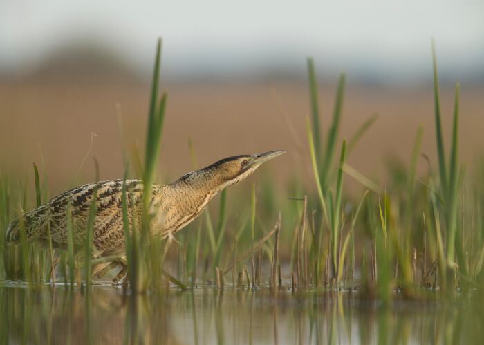 El avetoro es una de las especies residentes durante todo el año en la laguna de Sariñena