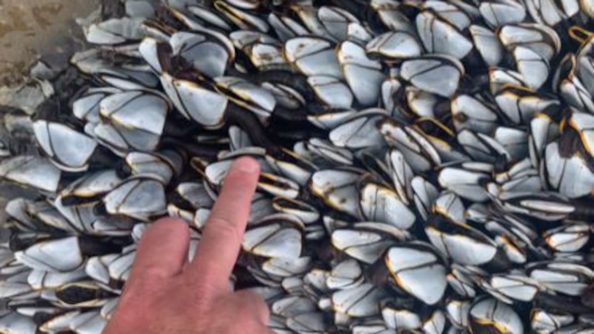 La Uvigo participa en una investigación que analiza el papel clave de los percebes adultos para la recuperación de la especie