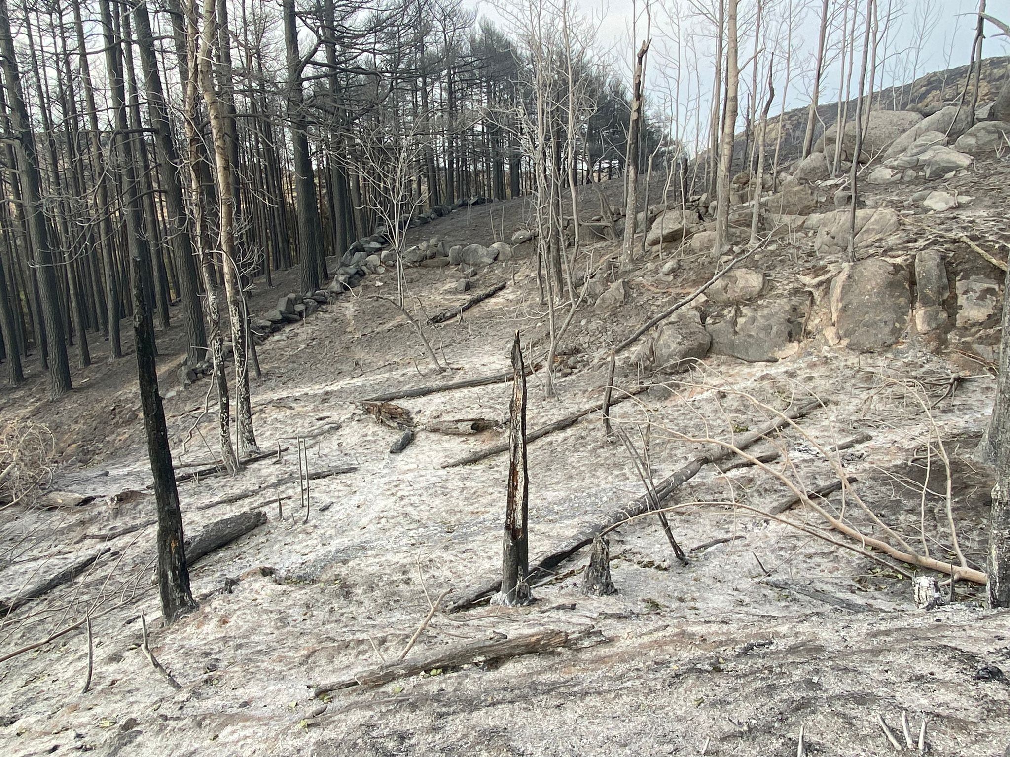 Restos de árboles quemados en el incendio de la Sierra de la Paramera