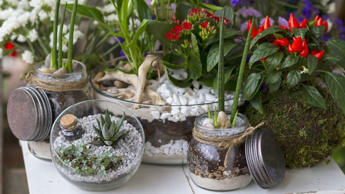 La tierra de las flores