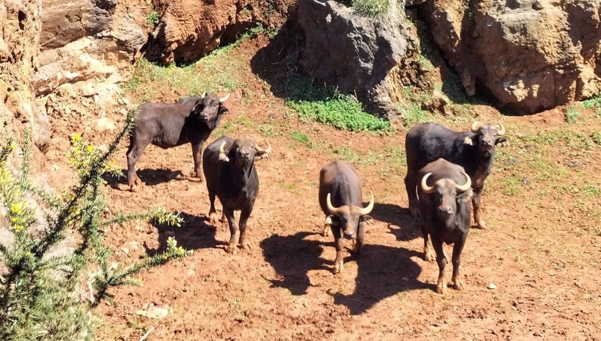 Cinco ejemplares de búfalos cafre.