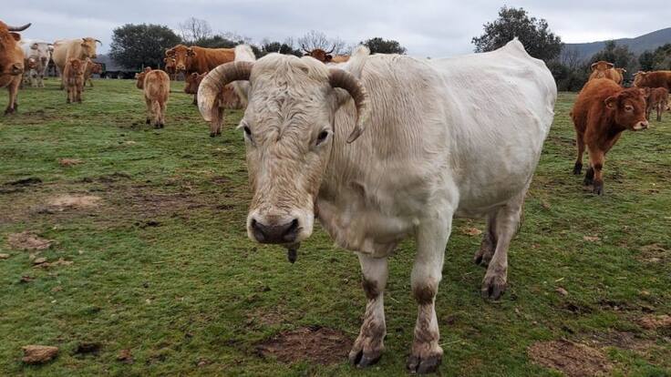 Entrevista con Juan José Laso, presidente de APAG Guadalajara alertando de la expansión del lobo y las consecuencias para la ganadería