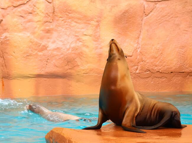 Uno de los ejemplares que se puede ver en el recinto situado en la provincia de Málaga