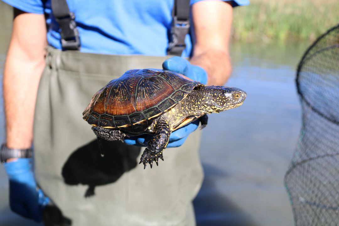 Una tortuga de l'Estany