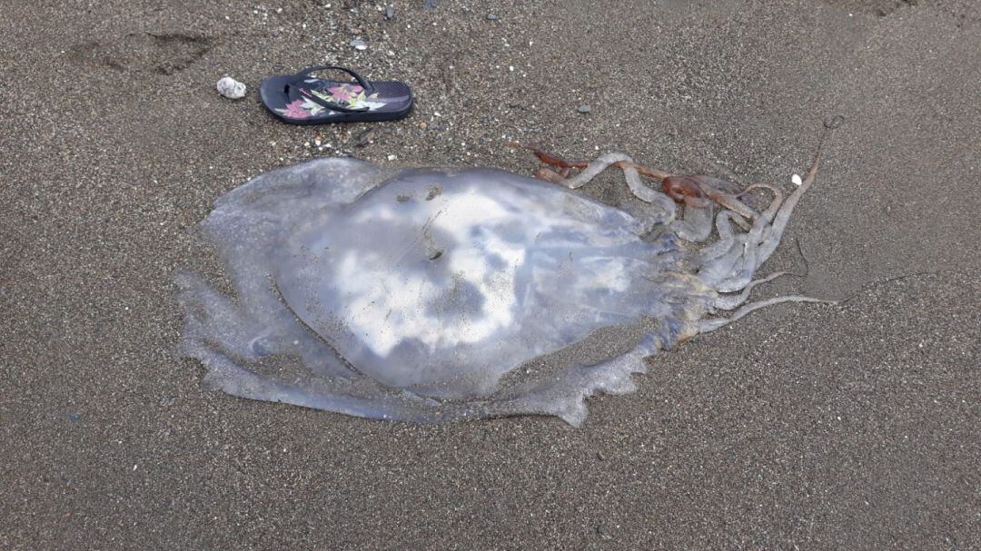 Una de las grandes medusas que se han podido ver este domingo en Rincón de la Victoria (Málaga)