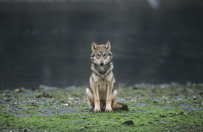 UCCL se muestra a favor de un control cinegético del lobo