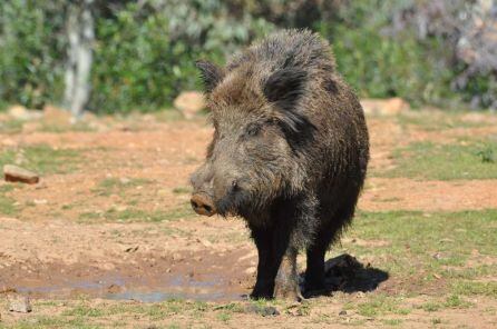 Imagen de archivo de un jabalí.