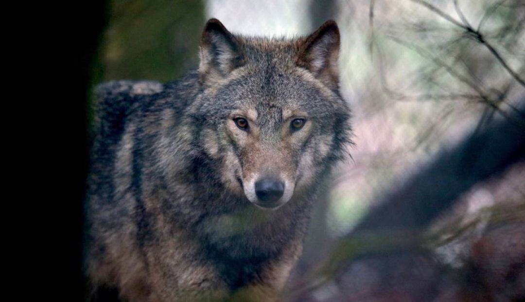 Ejemplar de lobo ibérico