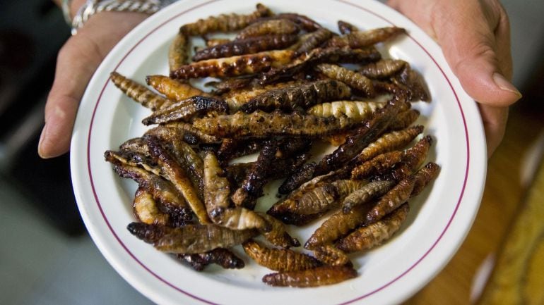 Un plato de gusanos