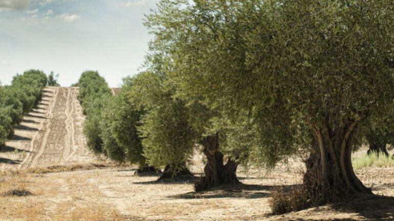 Pillados infraganti en un olivar de Consuegra (Toledo)