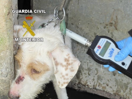 La mayoría de los perros no tenía microchip de identificación